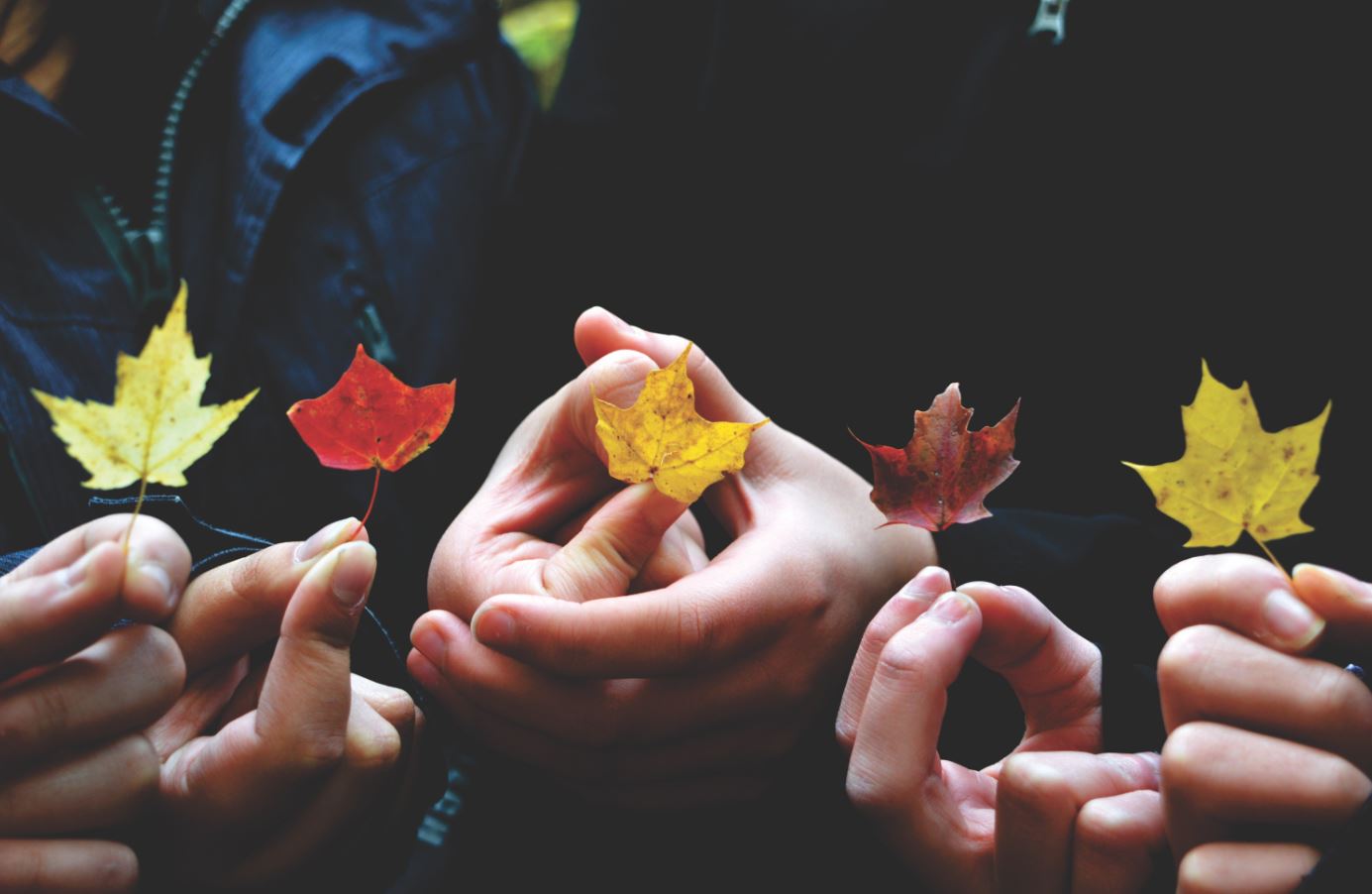 Viele Hände halten jeweils ein Blatt in unterschiedlichen Herbstfarben